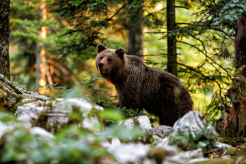 Brown bear - close encounter with a big female wild brown bear in the forest and mountains of the Notranjska region in Slovenia