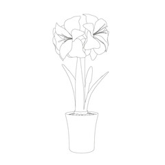 Contour of Hippeastrum in a pot made of black lines isolated on white background. Side view. Vector illustration