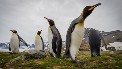 King Penguins on the grassfield, South Georgia.