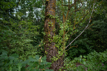 Landscape Park in Pulkovo Absservatory, Russia