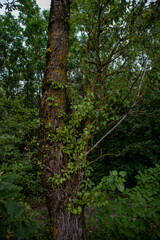 Obraz premium Landscape Park in Pulkovo Absservatory, Russia
