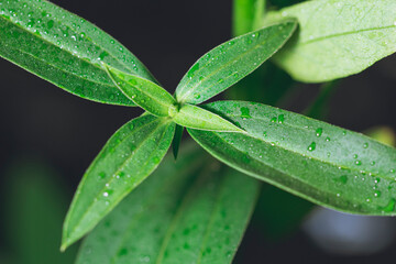 macro photography of flowers, plants and bamboo with water drops