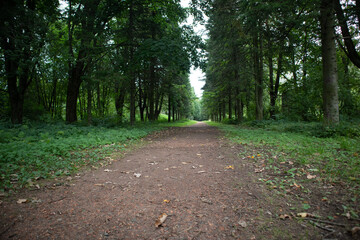 Fototapeta premium Photo of a footpath in a green park