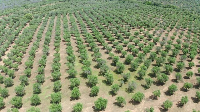 Aerial view, Flight over olive trees, olive grove, Lecce, Apulia , Italy, Region Brindisi