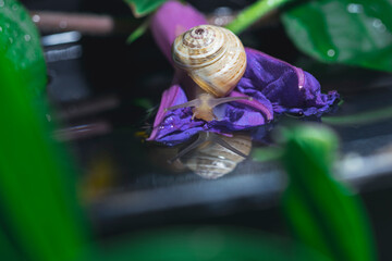 scene of snails in green leaves