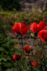 Mohnblumen Mohn rot Klatschmohn