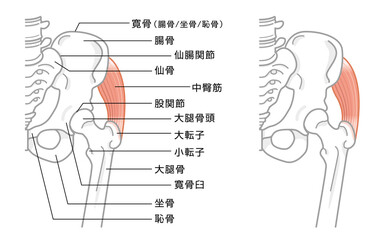 股関節と骨盤周辺の骨構造