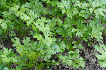 Fresh parsley growing on a garden bed