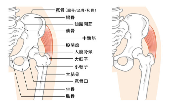 股関節と骨盤周辺の骨構造