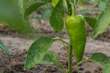 Bell pepper growing on bush in the garden. Bulgarian or sweet pepper