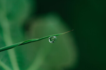 gota de agua en hoja de bambu
