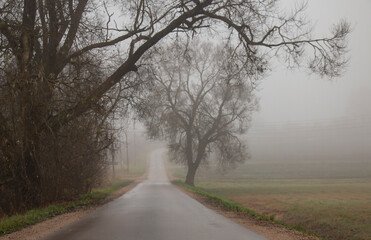 Fototapeta premium foggy road in early autumn in the morning