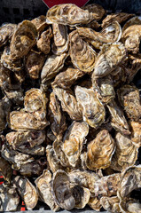 Fresh raw oysters on outdoor street market in Cancale town in Brittany, France