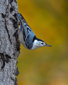 A male White-breasted Nuthatch clings to a tree trunk while it surveys the surroundings - Ottawa, Canada