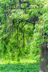Branches of a tree with green leaves hang down like a natural awning © Koxae