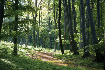 Obraz premium Path in the forest