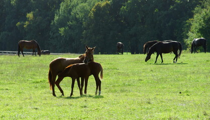 Mares and foales on the pasture