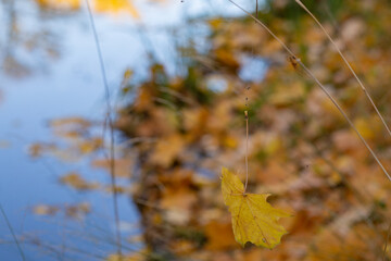 a maple leaf hangs on a spider's web on thin grass