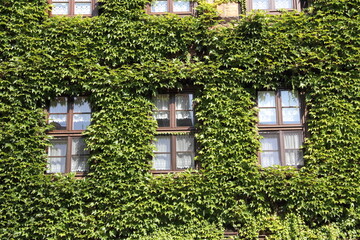 Fototapeta na wymiar an old house overgrown with ivy