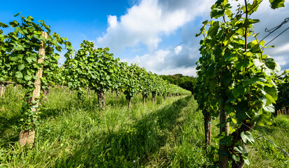 Fototapeta na wymiar View of famous wine region Goriska Brda hills in Slovenia.
