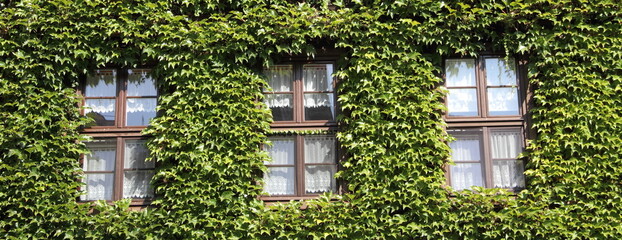 an old house overgrown with ivy