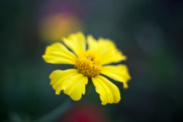 yellow flower macro