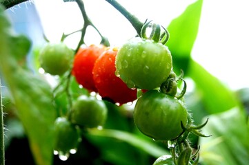 雨上がりしずくが垂れる収穫前のトマト