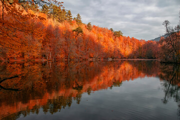 Autumn colors. Colorful fallen leaves in the lake. Magnificent landscape. Natonial Park. Photo taken on 10th November 2018 Yedigoller. Bolu, Istanbul, Turkey.