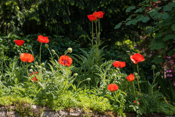 Mohnblumen Mohn rot Klatschmohn