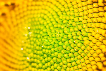 macro fotografía de girasoles y pipas o semillas