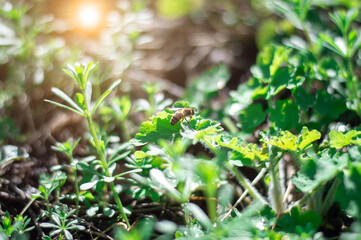 a bee flies over green leaves of grass or flowers. natural banner. green bokeh. bright flare.