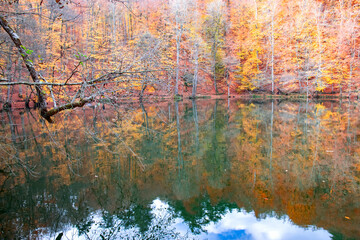 Autumn colors. Colorful fallen leaves in the lake. Magnificent landscape. Natonial Park. Photo taken on 10th November 2018 Yedigoller. Bolu, Istanbul, Turkey.