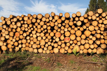 a freshly felled wooden pile in the forest