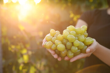 Woman with bunch of grapes in vineyard, closeup