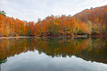 Autumn colors. Colorful fallen leaves in the lake. Magnificent landscape. Natonial Park. Photo taken on 10th November 2018 Yedigoller. Bolu, Istanbul, Turkey.