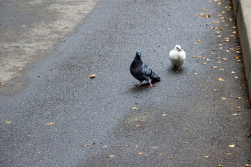 Fototapeta premium summer photo of two pigeons on grey asphalt