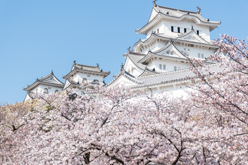 姫路城の桜
