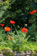 Mohnblumen Mohn rot Klatschmohn