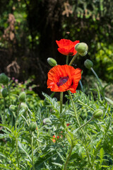Obraz premium Mohnblumen Mohn rot Klatschmohn