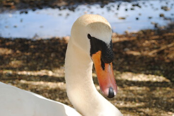 Fototapeta premium Are you looking at me?