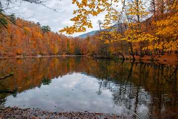 Autumn colors. Colorful fallen leaves in the lake. Magnificent landscape. Natonial Park. Photo taken on 10th November 2018 Yedigoller. Bolu, Istanbul, Turkey.
