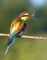 European bee-eater, Merops apiaster. Sunny morning. An adult bird has caught a beautiful dragonfly and holds it in its beak.