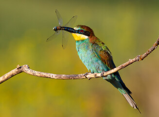 European bee-eater, Merops apiaster. Sunny morning. An adult bird has caught a beautiful dragonfly and holds it in its beak.