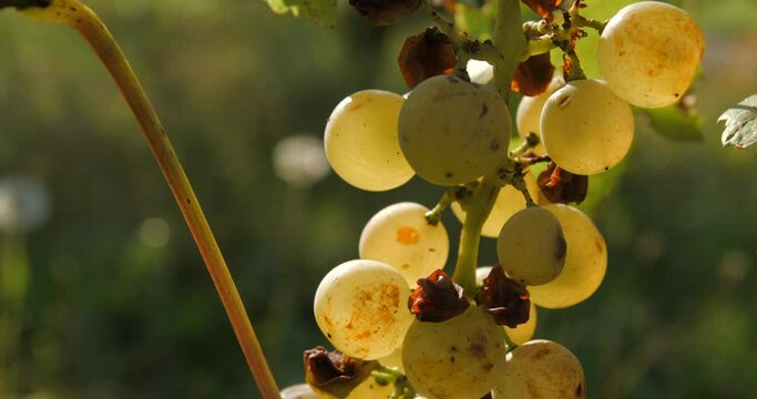 Vineyard grape with noble  rot close-up, slowmotion handheld 4K