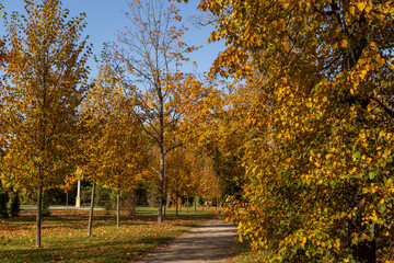walking path between trees with yellow leaves in Wilanow park Poland in autumn photo wallpaper