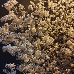 leaves in snow