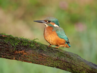 Kingfisher, Alcedo atthis
