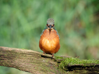 Kingfisher, Alcedo atthis