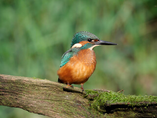 Kingfisher, Alcedo atthis