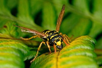 Heide-Feldwespe (Polistes nimpha) - paper wasp